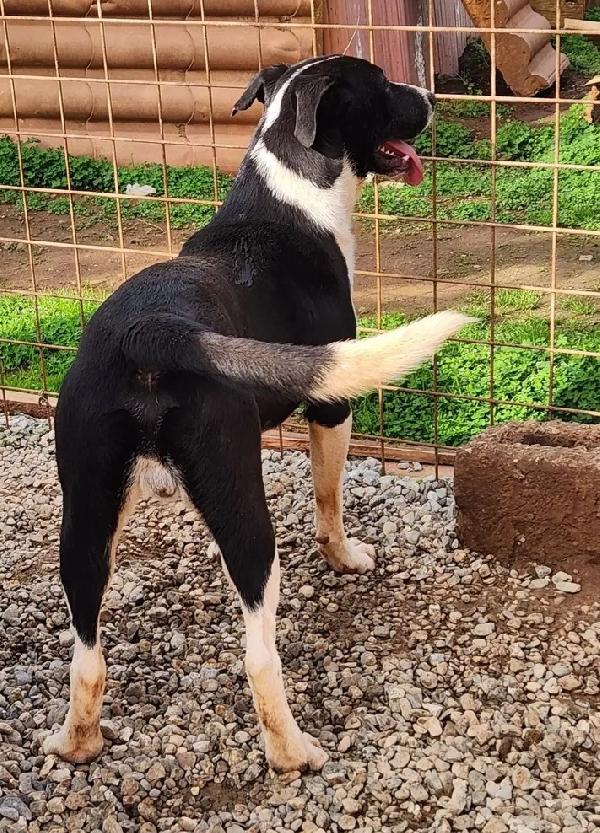 Drago e Lara 9mesi mix Pitbull buonissimi COSENZA Foto 2